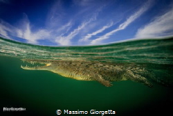 the crocodile by Massimo Giorgetta 